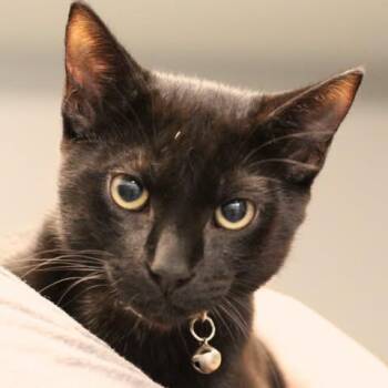 26-01235 -  Domestic Short Hair Cat for Adoption in Fredericksburg, Virginia - 26-01235 | PetCurious