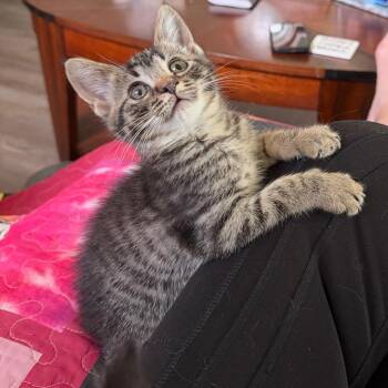 Beatrice -  Domestic Short Hair Cat for Adoption in Indianapolis, Indiana - Beatrice | PetCurious
