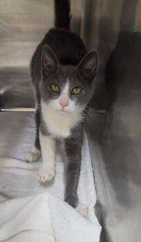 PEACH -  Domestic Short Hair Cat for Adoption in Hagerstown, Maryland - PEACH | PetCurious