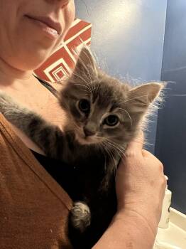Ashton -  Domestic Medium Hair Cat for Adoption in Trenton, New Jersey - Ashton | PetCurious