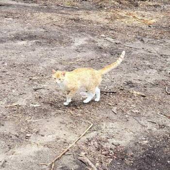 FOUND Chatfield -  Domestic Short Hair Cat for Adoption in Rochester, Minnesota - FOUND Chatfield | PetCurious