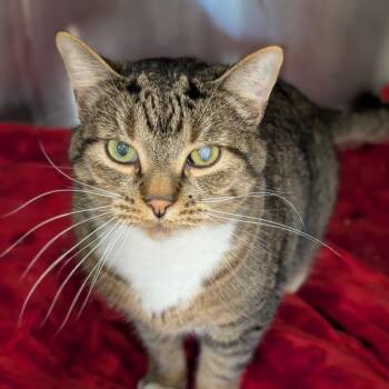 Boots -  Domestic Short Hair Cat for Adoption in Spokane, Washington - Boots | PetCurious