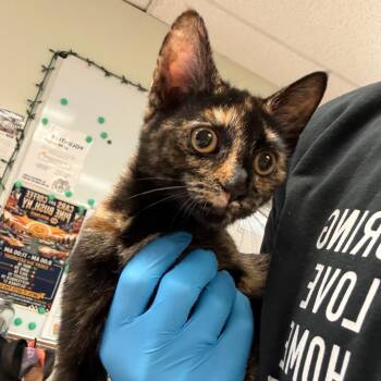 Condesa -  Domestic Short Hair Cat for Adoption in Walden, New York - Condesa | PetCurious