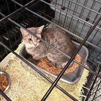 1595-C26 -  Domestic Short Hair Cat for Adoption in Port Charlotte, Florida - 1595-C26 | PetCurious
