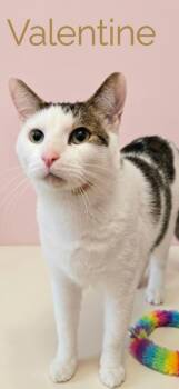 Valentine -  Domestic Short Hair Cat for Adoption in Rutherfordton, North Carolina - Valentine | PetCurious