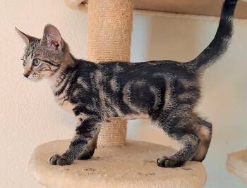 Elara (26-146 C) -  Domestic Short Hair Cat for Adoption in Lansing, Michigan - Elara (26-146 C) | PetCurious