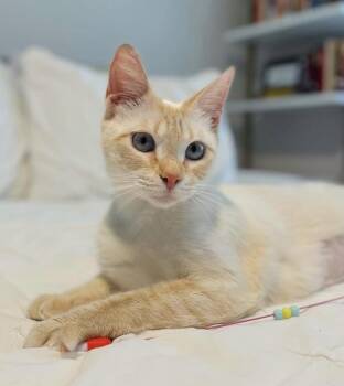 Siamese and Domestic Short Hair Cats Available for Adoption in Dallas, Texas - Marie Antoinette | PetCurious
