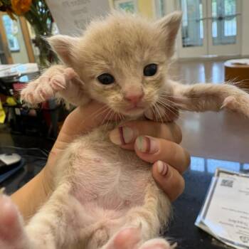 Mouse -  Domestic Short Hair Cat for Adoption in Lynchburg, Virginia - Mouse | PetCurious