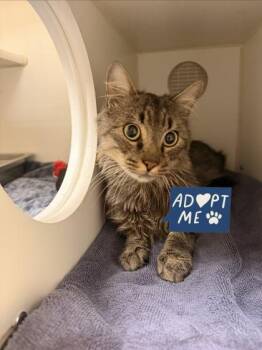 Goldberg -  Domestic Medium Hair and Domestic Short Hair Cat for Adoption in Lowell, Massachusetts - Goldberg | PetCurious