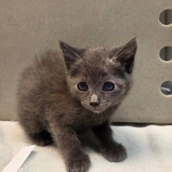 Suki -  Domestic Short Hair Cat for Adoption in Pasadena, California - Suki | PetCurious