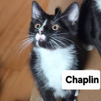 Rescue Tuxedo Cats for Adoption in Hamilton, Ontario - Chaplin - Charming & Playful! | PetCurious