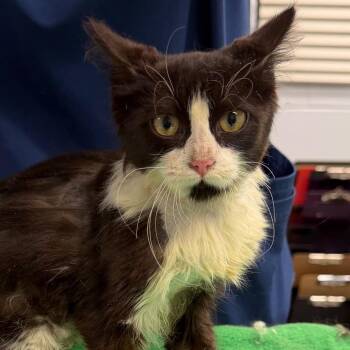 Peggy -  Domestic Medium Hair Cat for Adoption in West Palm Beach, Florida - Peggy | PetCurious