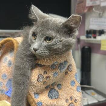 Ash -  Domestic Short Hair Cat for Adoption in Salt Lake City, Utah - Ash | PetCurious