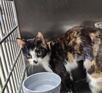Rescue Domestic Short Hair Cats for Adoption in Columbia City, Indiana - Junebug | PetCurious
