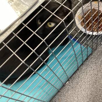 Shadow -  Domestic Short Hair Cat for Adoption in Montgomery, Alabama - Shadow | PetCurious
