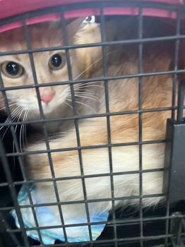 MOM CAT -  Domestic Medium Hair Cat for Adoption in Dallas, Texas - MOM CAT | PetCurious