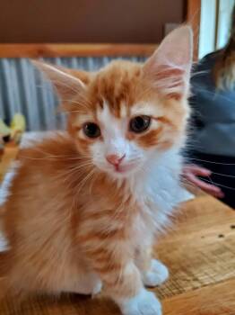 Solana -  Domestic Long Hair Cat for Adoption in Manhattan, Kansas - Solana | PetCurious