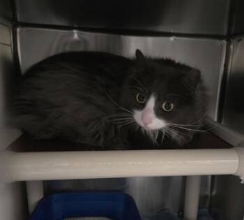 Domestic Long Hair and Domestic Short Hair Cats Available for Adoption in Montreal, Quebec - Pépé | PetCurious