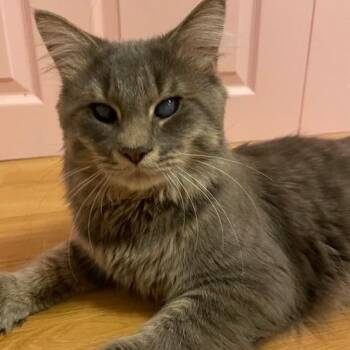 Domestic Medium Hair Cats Available for Adoption - Oracle | PetCurious