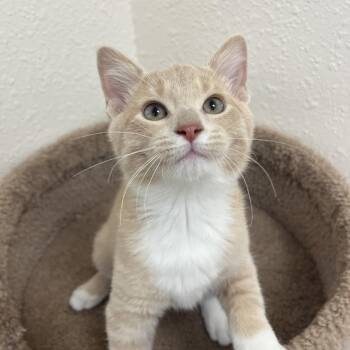 Triscuit -  Domestic Short Hair Cat for Adoption in Red Wing, Minnesota - Triscuit | PetCurious