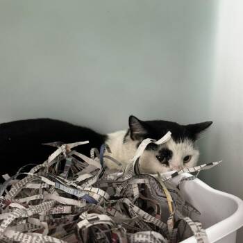 Fuzzy Potter -  Domestic Short Hair Cat for Adoption in Gadsden, Alabama - Fuzzy Potter | PetCurious