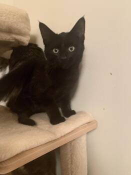 Rescue Domestic Short Hair Cats for Adoption in Royal Oak, Michigan - Asphalt | PetCurious