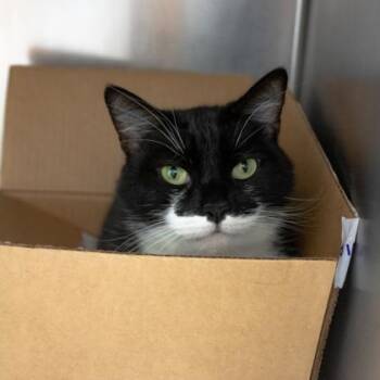 Mochi -  Domestic Short Hair Cat for Adoption in Atlanta, Georgia - Mochi | PetCurious