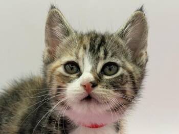 Diamonds -  Domestic Short Hair Cat for Adoption in Portland, Oregon - Diamonds | PetCurious