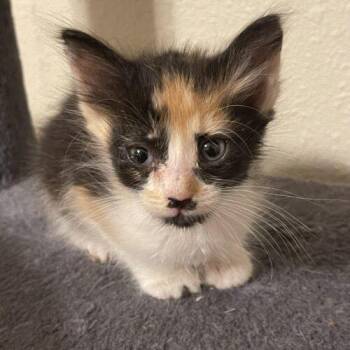 Athena M -  Domestic Short Hair Cat for Adoption in Tampa, Florida - Athena M | PetCurious