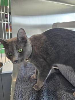 Domestic Short Hair Cats Available for Adoption - Clover | PetCurious