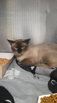 61312250 -  Siamese Cat for Adoption in El Paso, Texas - 61312250 | PetCurious