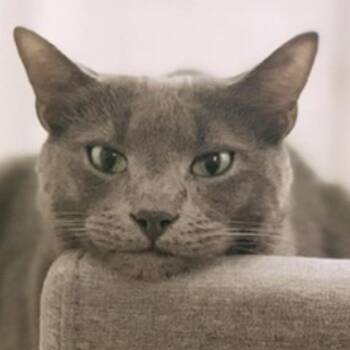 Domestic Short Hair Cats Available for Adoption - Kylo | PetCurious