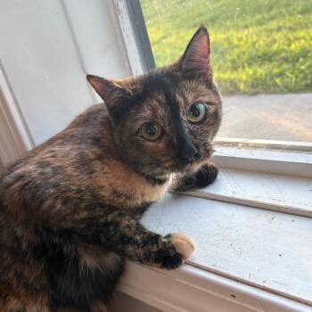 Oatmeal -  Domestic Short Hair Cat for Adoption in West Des Moines, Iowa - Oatmeal | PetCurious