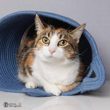 Domestic Short Hair Cats Available for Adoption in Maryville, Tennessee - Nuka | PetCurious