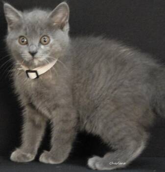Snuggles -  Domestic Short Hair Cat for Adoption in Newland, North Carolina - Snuggles | PetCurious