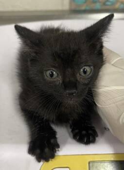 COSMO -  Domestic Short Hair Cat for Adoption in Pensacola, Florida - COSMO | PetCurious