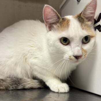 Miranda -  Domestic Short Hair Cat for Adoption in Yuma, Arizona - Miranda | PetCurious