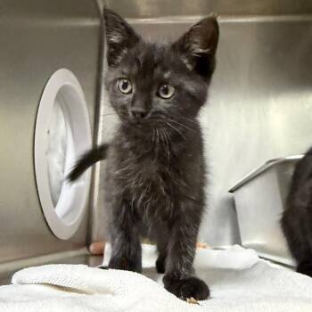 Conrad -  Domestic Short Hair Cat for Adoption in West Olive, Michigan - Conrad | PetCurious