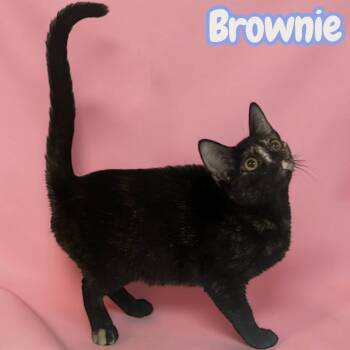 Brownie -  Domestic Short Hair Cat for Adoption in Sorrento, Louisiana - Brownie | PetCurious