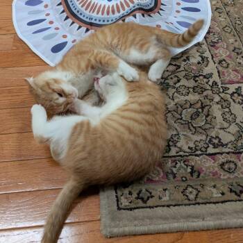 Domestic Short Hair Cats Available for Adoption in Fairfax Station, Virginia - Mars | PetCurious