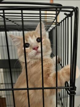 Spot -  Domestic Medium Hair Cat for Adoption in Ocean Township, New Jersey - Spot | PetCurious