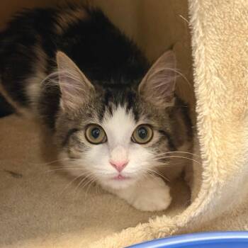 Brace Face -  Domestic Medium Hair Cat for Adoption in State College, Pennsylvania - Brace Face | PetCurious