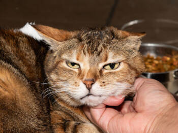 Rescue Domestic Short Hair Cats for Adoption in Longmont, Colorado - Chilly | PetCurious