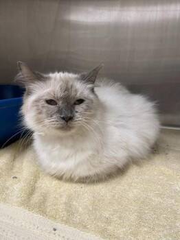 Hyphen -  Domestic Long Hair and Domestic Short Hair Cat for Adoption in Munster, Indiana - Hyphen | PetCurious