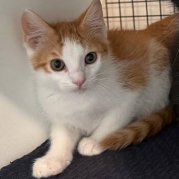 Trix -  Domestic Medium Hair Cat for Adoption in Cedaredge, Colorado - Trix | PetCurious