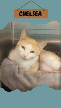 Rescue Domestic Short Hair Cats for Adoption in Ashtabula, Ohio - Chelsea | PetCurious