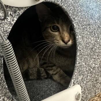 Mama Shy -  Domestic Short Hair and Exotic Shorthair Cat for Adoption in League City, Texas - Mama Shy | PetCurious