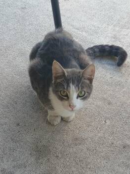 Domestic Short Hair Cats Available for Adoption - Ariat | PetCurious