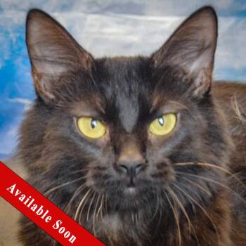 America -  Tortoiseshell and Domestic Medium Hair Cat for Adoption in Huntley, Illinois - America | PetCurious