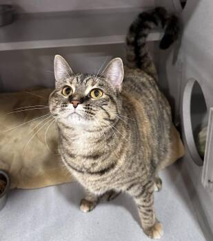 Guava -  Domestic Short Hair Cat for Adoption in Webster City, Iowa - Guava | PetCurious